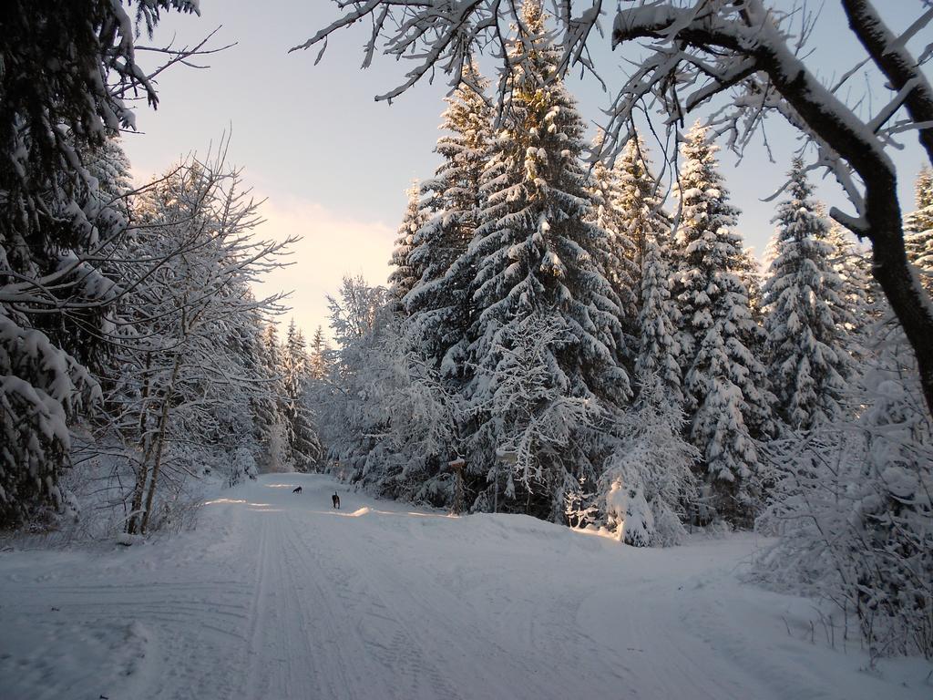 Ferienwohnung Im Harz-Haus-Bruns クラウスタール・ツェラーフェルト エクステリア 写真